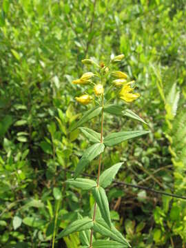 Lysimachia asperulifolia Poir. resmi