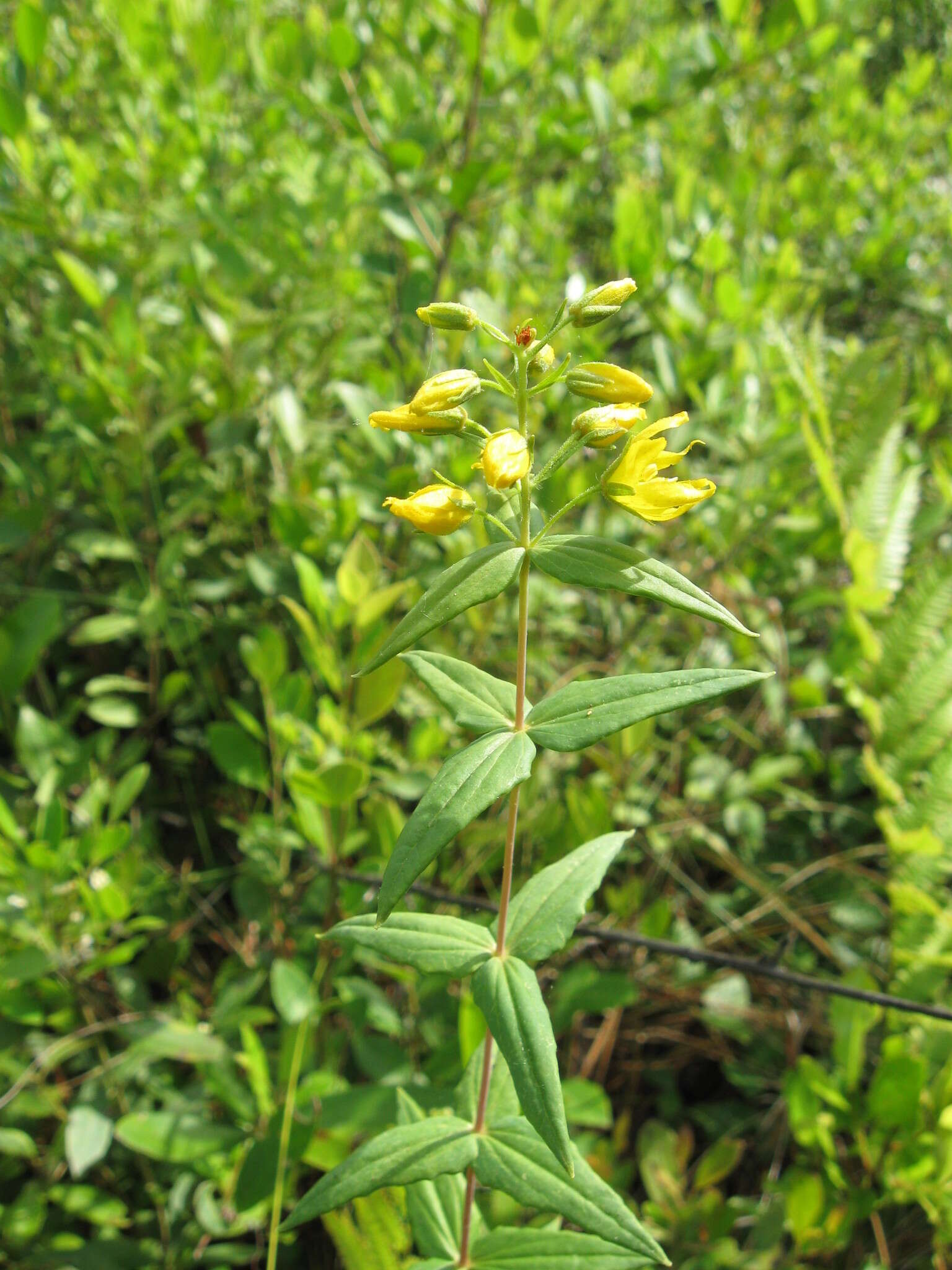 Lysimachia asperulifolia Poir. resmi