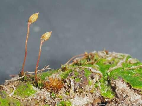 Image of pogonatum moss