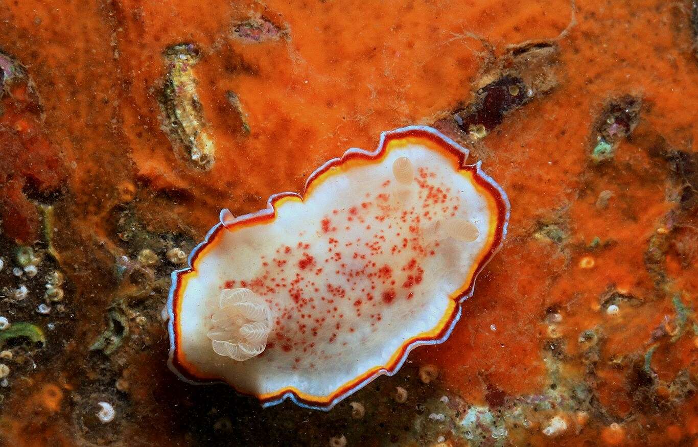 Слика од Goniobranchus trimarginatus (Winckworth 1946)