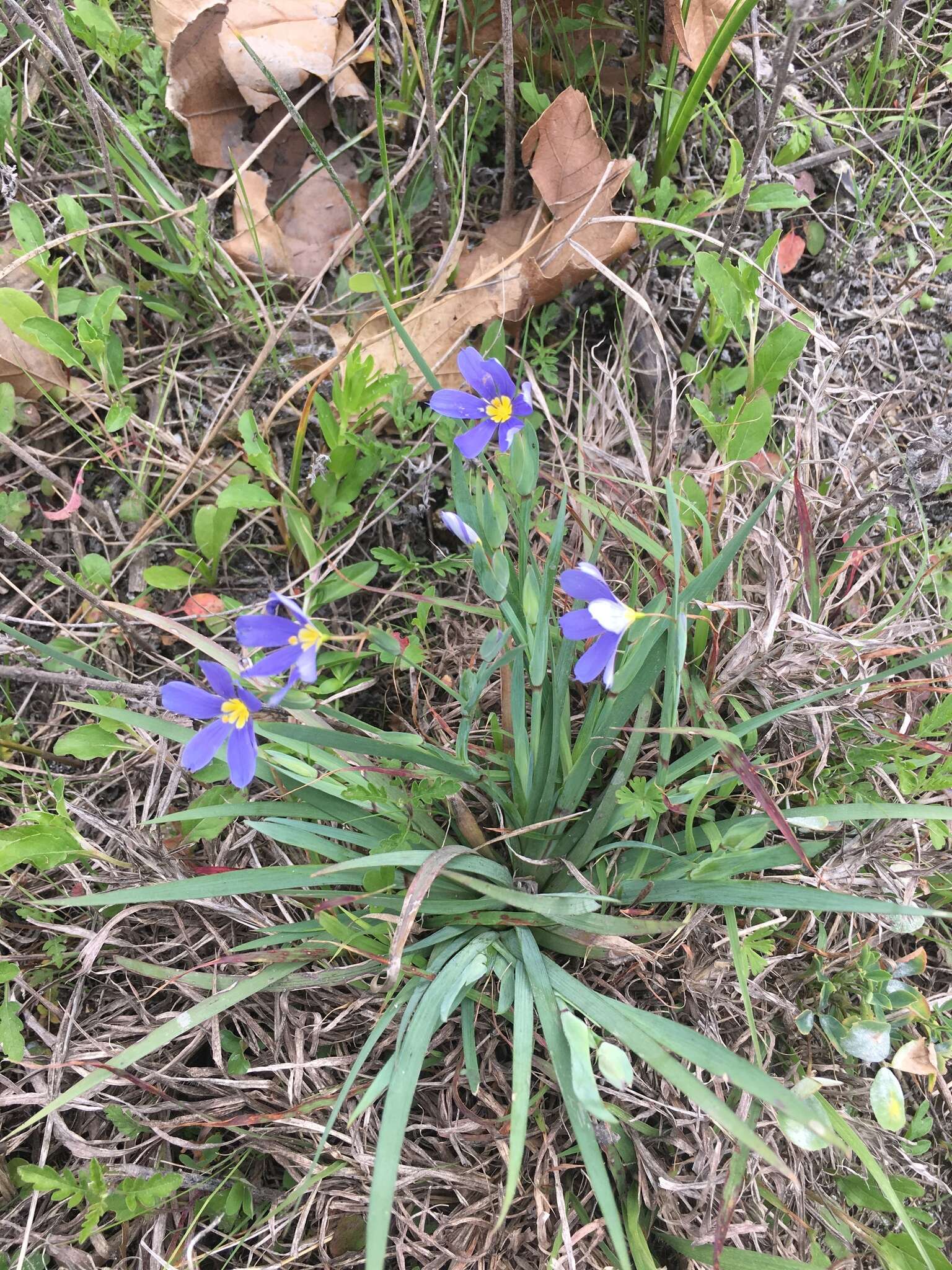 Sisyrinchium ensigerum E. P. Bicknell的圖片