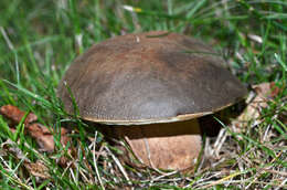 Sivun Boletus aereus Bull. 1789 kuva