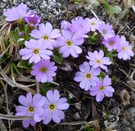 Image de Primula walshii Craib