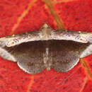 Image of Menecina bifacies Walker 1858