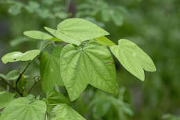 Image of Bauhinia aculeata L.