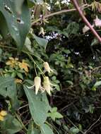 Image of Stauntonia obovatifoliola Hayata