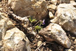 Image of Viola dissecta Ledeb.