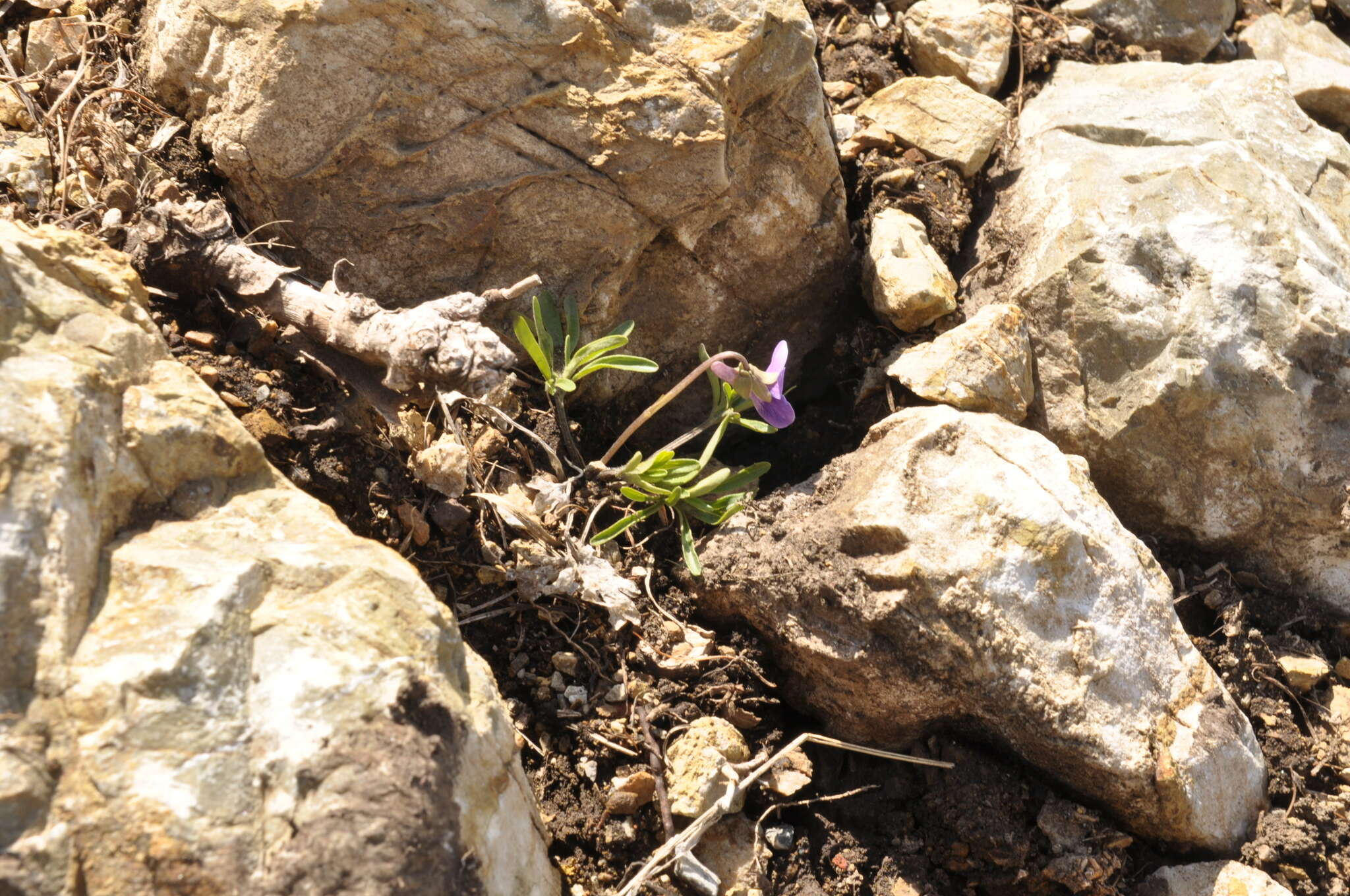 Imagem de Viola dissecta Ledeb.