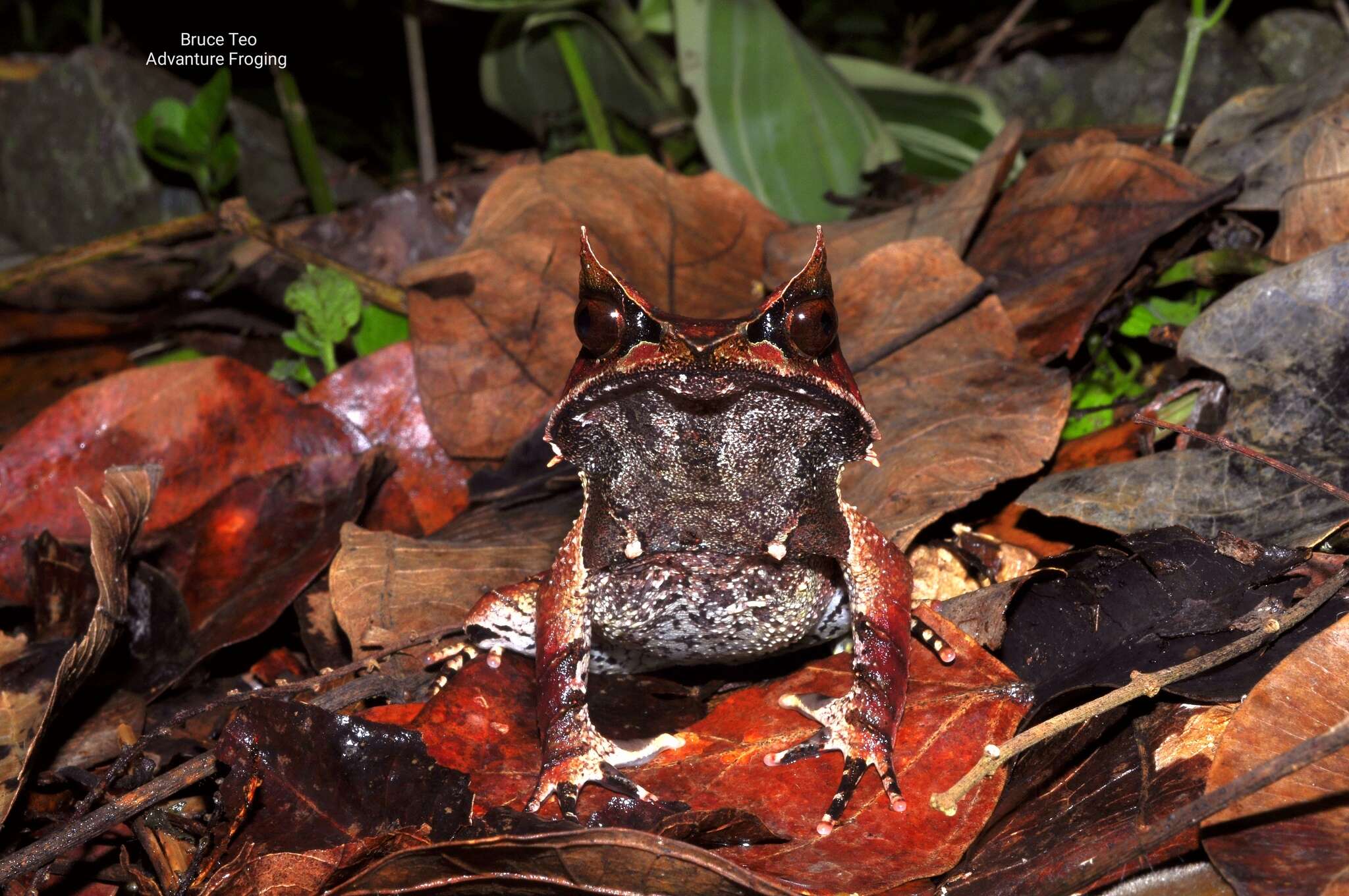 صورة Megophrys nasuta (Schlegel 1858)