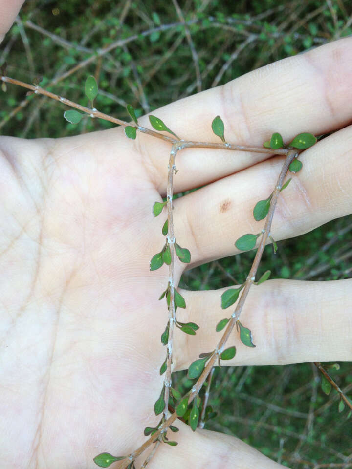 Image of Coprosma virescens Petrie