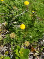 Image of Cotula discolor (DC.) J. C. Manning & Mucina