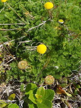 Image de Cotula discolor (DC.) J. C. Manning & Mucina