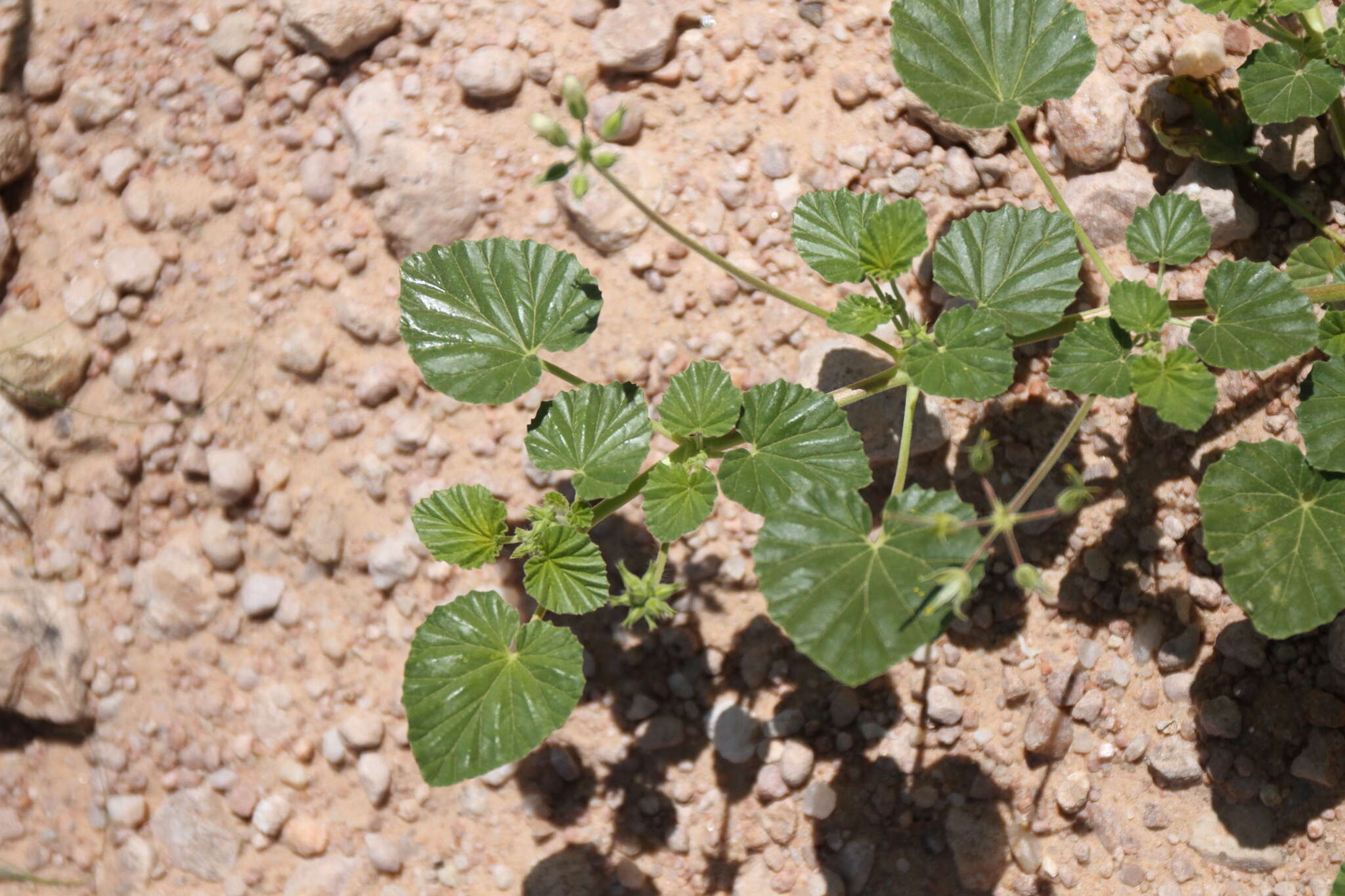 Image of Monsonia umbellata Harv.