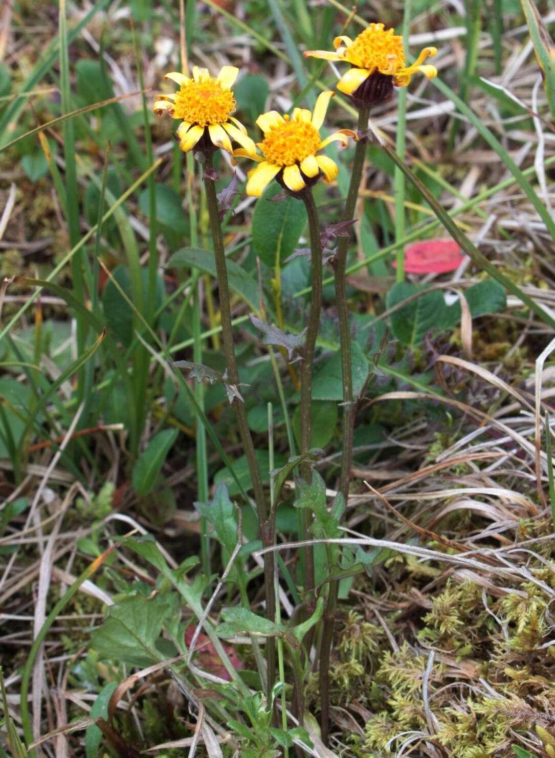 Image of Dwarf Arctic Groundsel