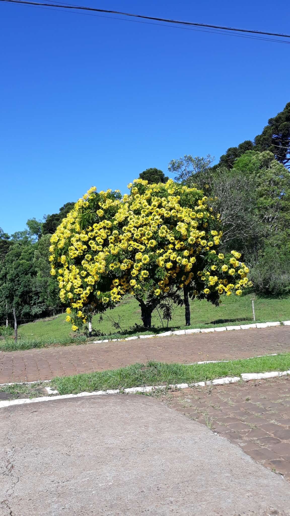 Imagem de Cassia leptophylla Vogel