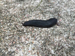 Image of Black velvet leatherleaf slug