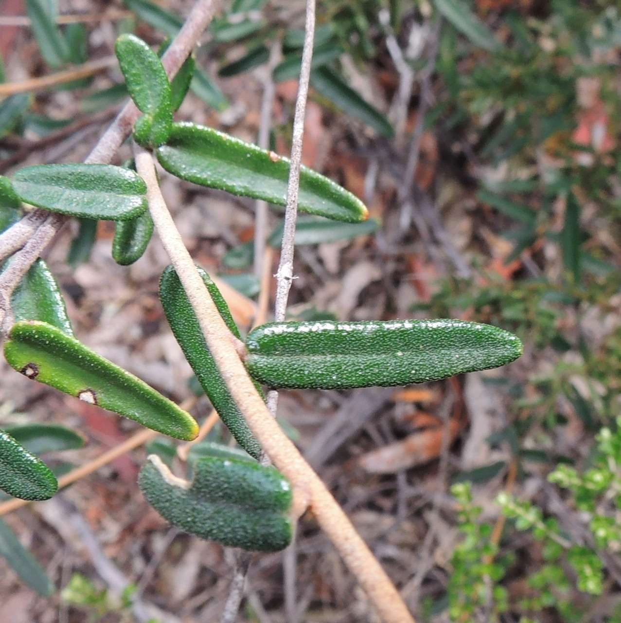 صورة Astrotricha ledifolia DC.