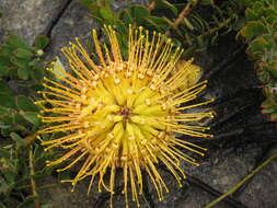 Image de Leucospermum profugum Rourke