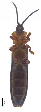 Image of Brontispa