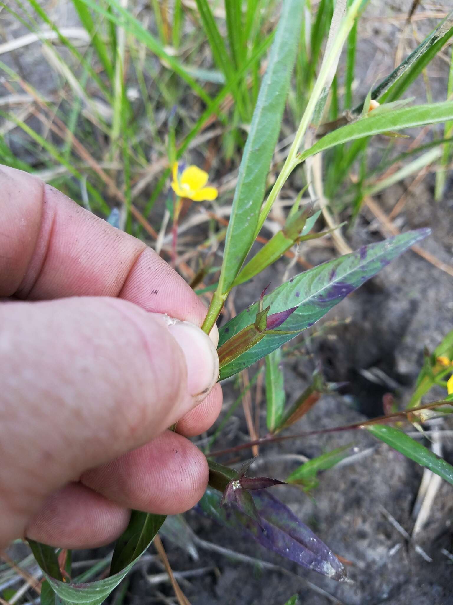 Image of wingleaf primrose-willow