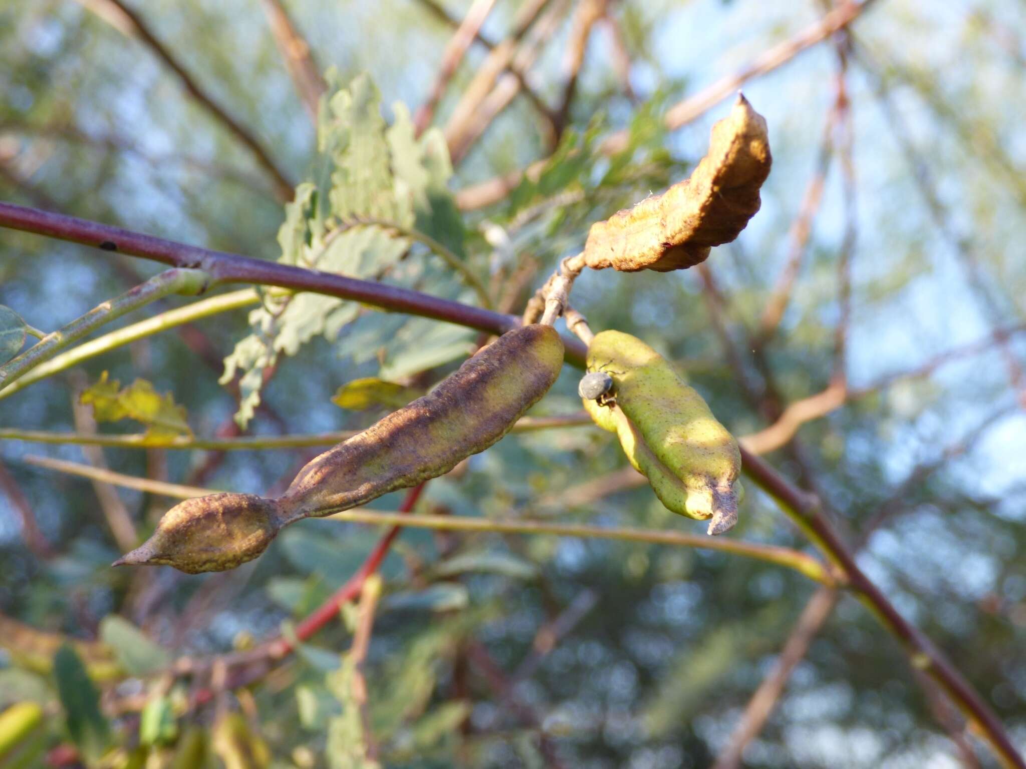 Image of wand riverhemp