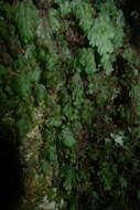 Image de Hymenophyllum rarum R. Br.