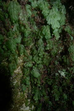 Imagem de Hymenophyllum rarum R. Br.