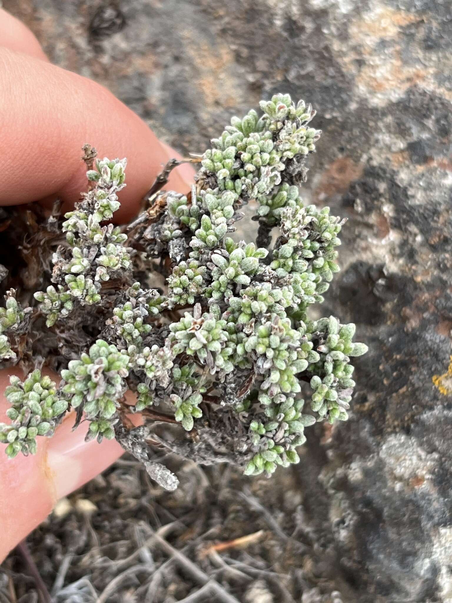 Image of thymeleaf buckwheat