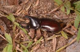 Слика од Xylotrupes socrates Schauffus 1864