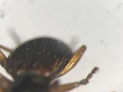 Image of Cymindis (Cymindis) neglecta Haldeman 1843