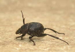 Image de Neosisyphus rubrus (Paschalidis 1974)