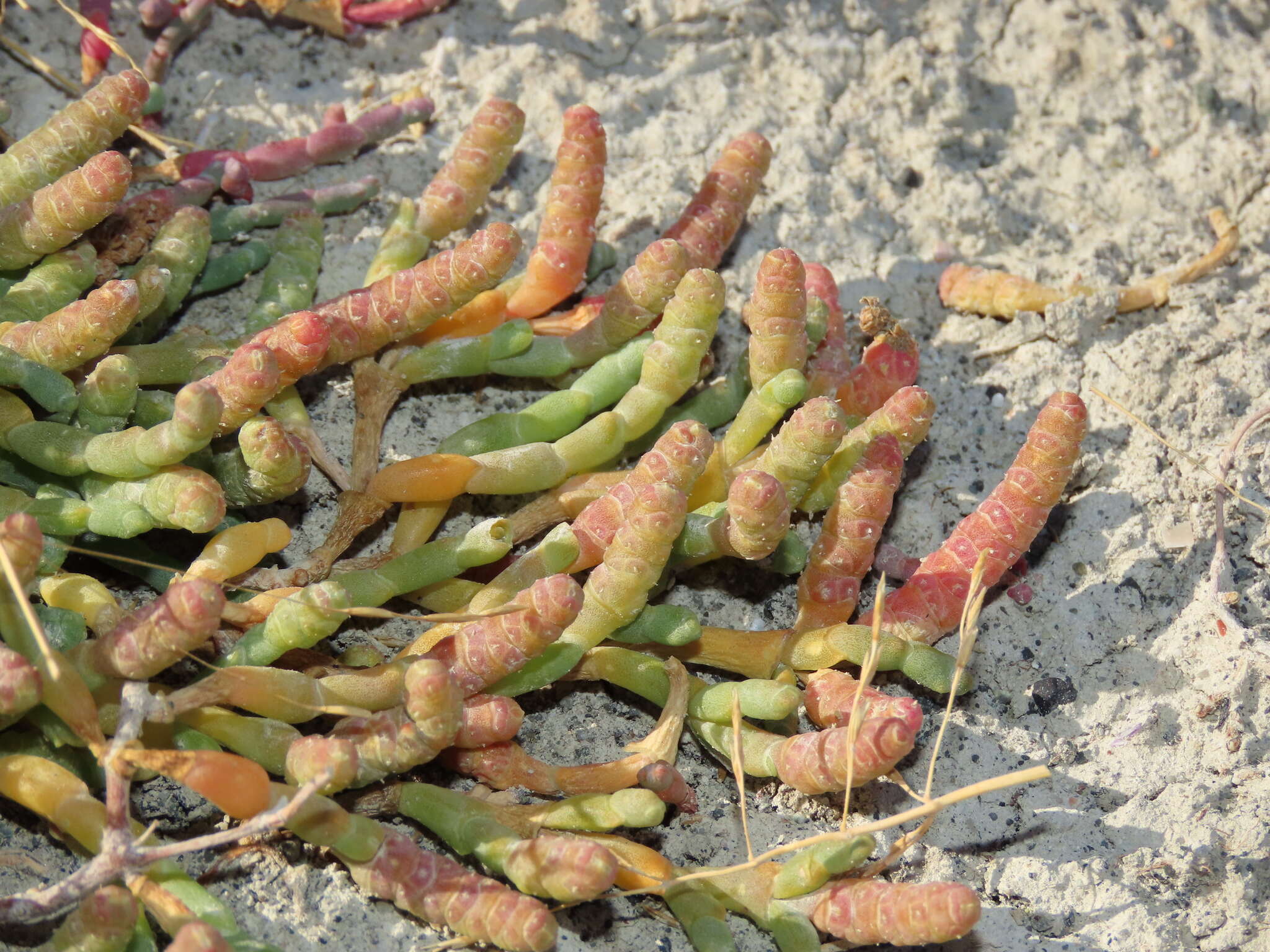 Image of Salicornia magellanica Phil.