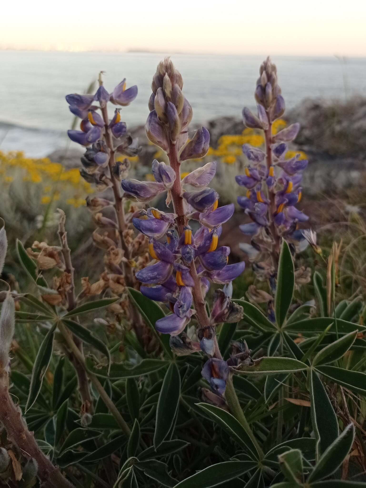 Image of Lupinus multiflorus Desr.