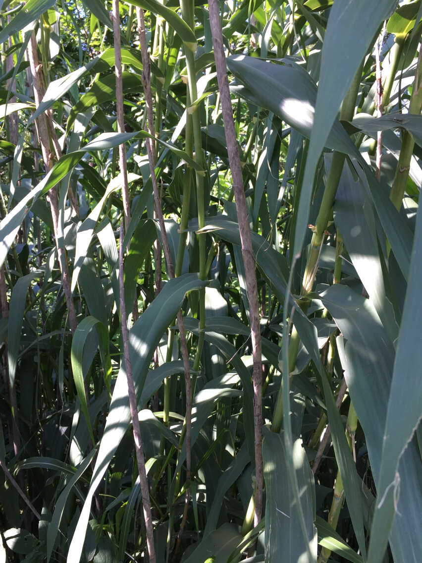 صورة Arundo donax L.