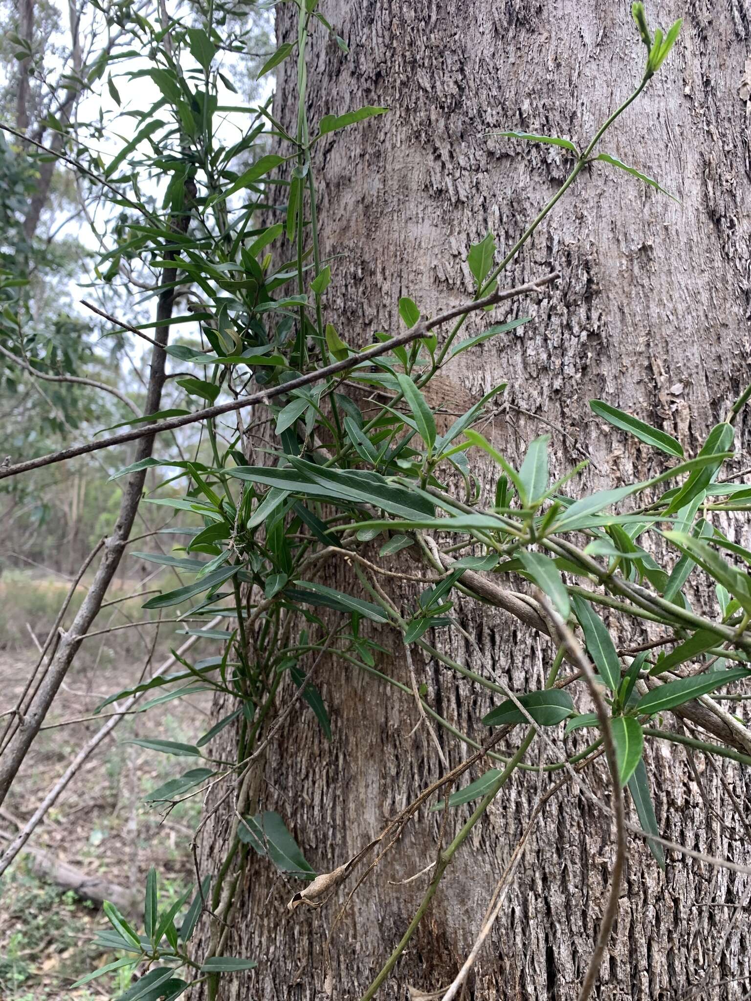 صورة Leichhardtia viridiflora (R. Br.) P. I. Forst.