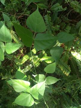 Image of Bermuda bean