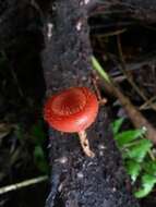 Image of Cookeina tricholoma (Mont.) Kuntze 1891