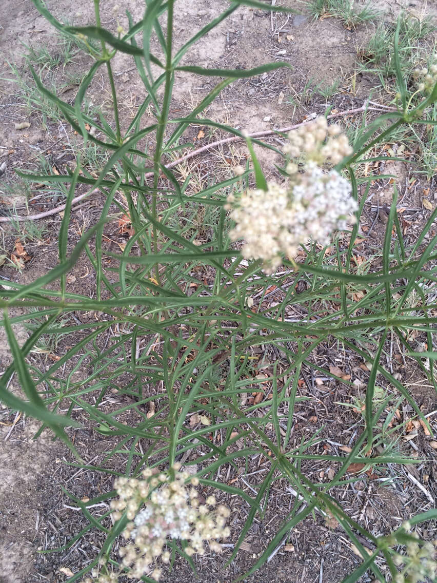 Image of Asclepias fascicularis Decne.