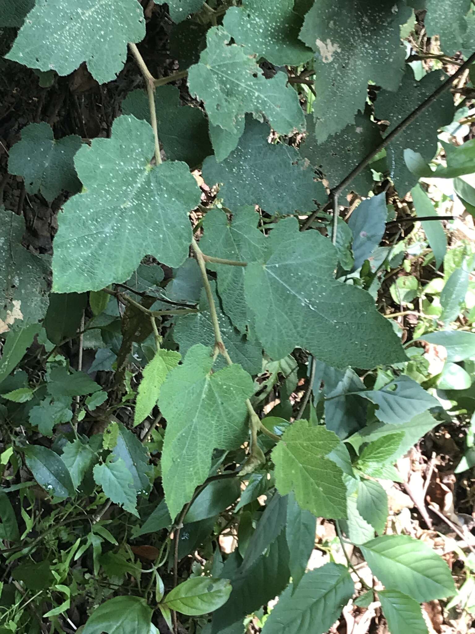 Image of Rubus reflexus var. hui (Diels ex Hu) F. P. Metcalf