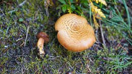 Image of Chalciporus piperatoides (A. H. Sm. & Thiers) T. J. Baroni & Both 1991