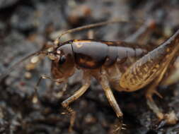 Image of Hemiandrus brucei Taylor Smith, Trewick & Morgan-Richards 2016