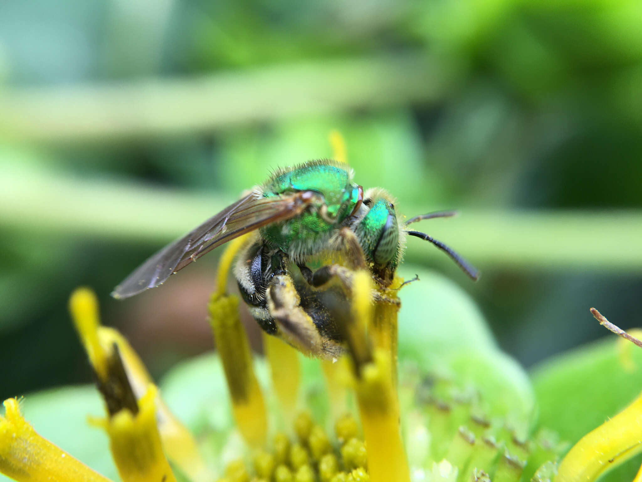 Image of Bicolored Agapostemon