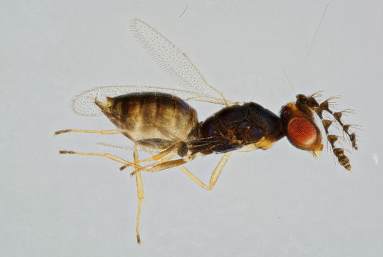 Image of Allocerastichus