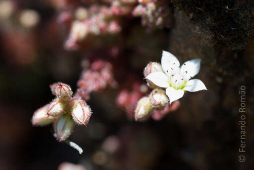 Imagem de Sedum hirsutum All.