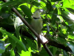 Image of Rudd's Apalis