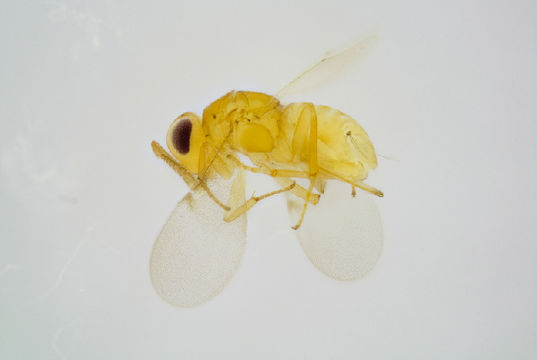 Image of Metaphycus