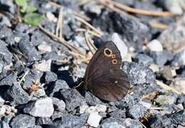 Image of Lapland Ringlet