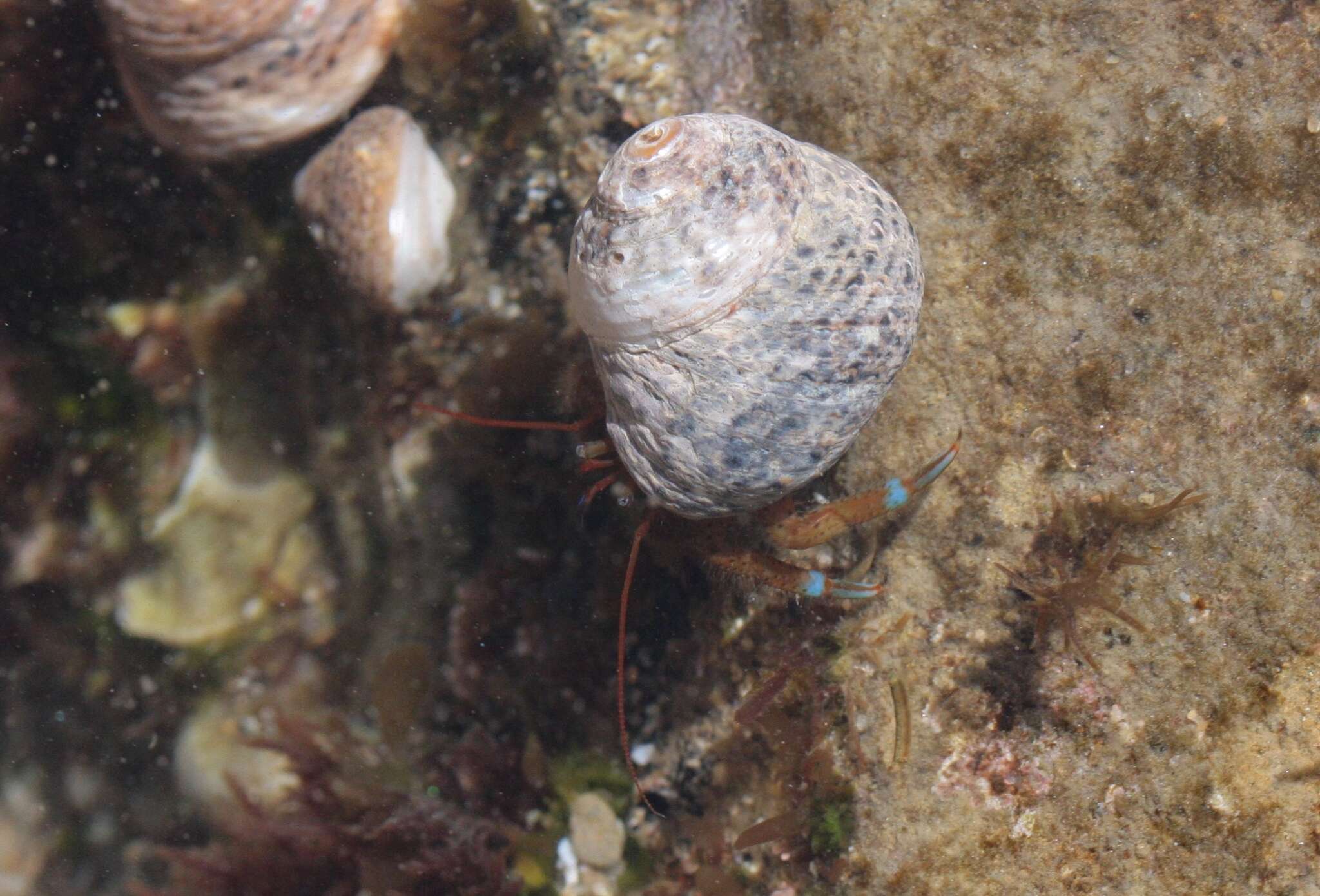 Image of blueband hermit crab