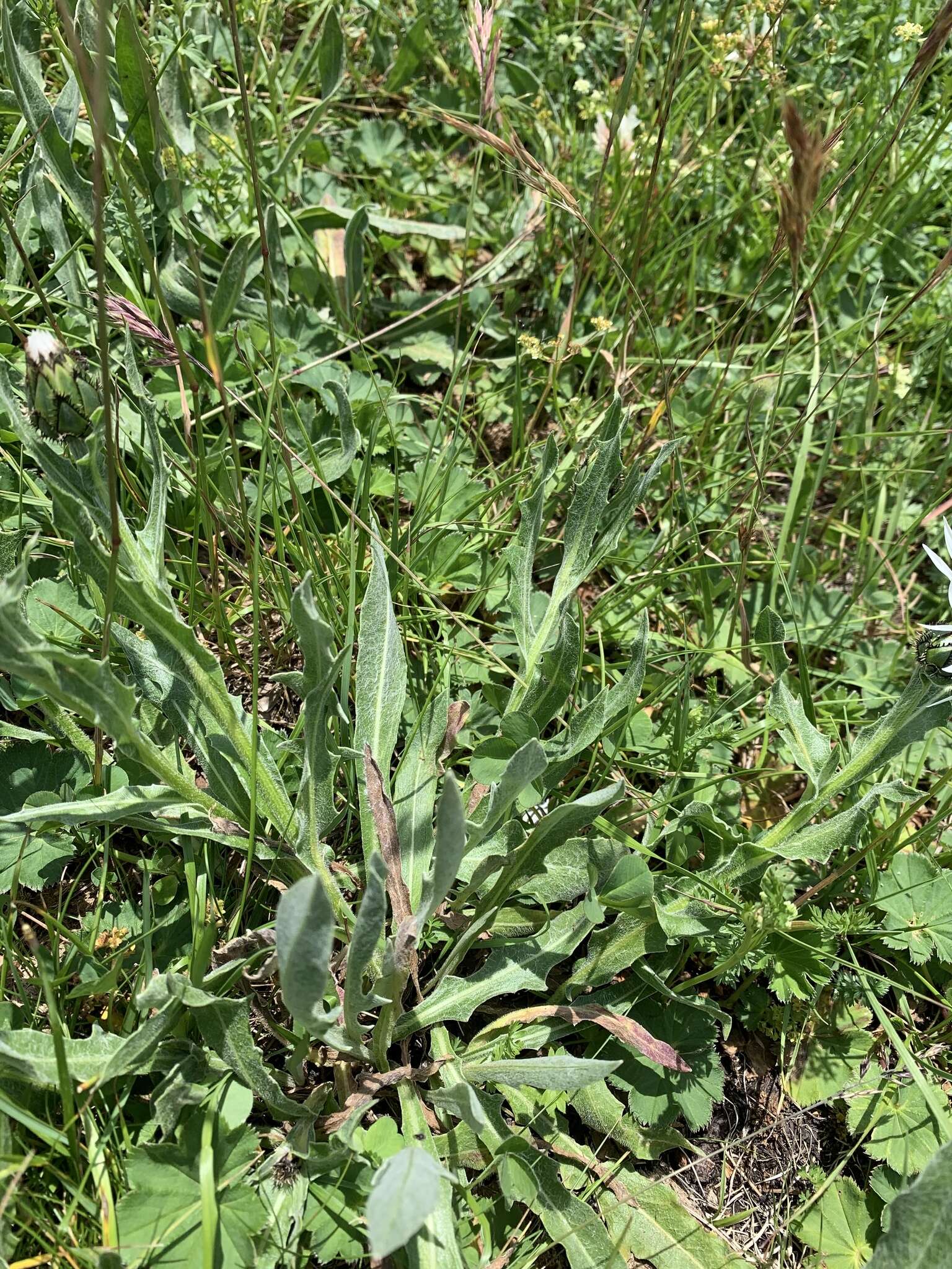 Centaurea cheiranthifolia Willd. resmi