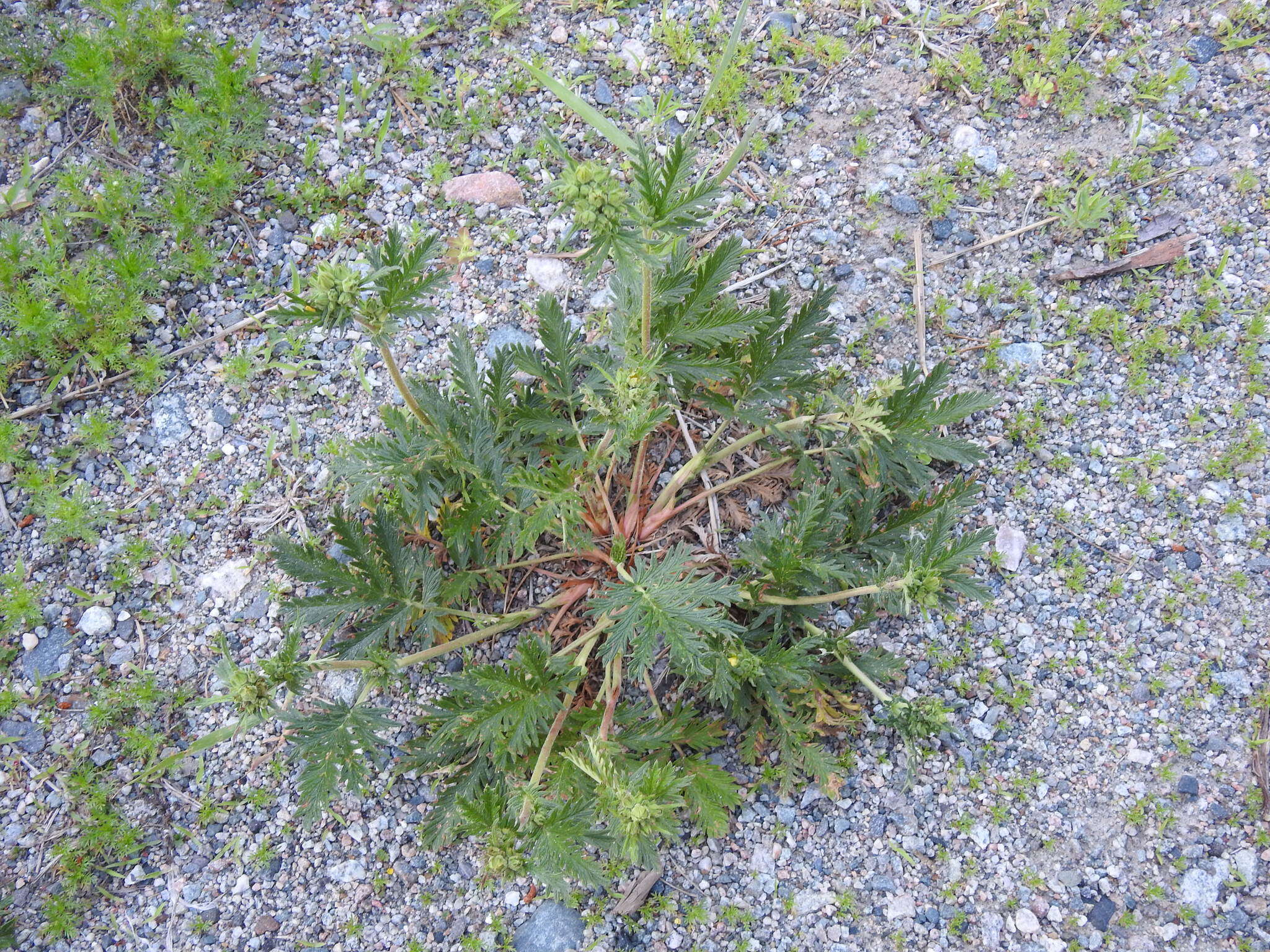 Image de Potentilla pensylvanica var. litoralis (Rydb.) Boivin